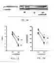 Fig. 09 - MATERIALS AND METHODS FOR PREVENTING OR TREATING NEURODEGENERATIVE CONDITIONS ASSOCIATED WITH ABETA PEPTIDE ACCUMULATION
