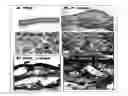Fig. 01 - Methods and compositions for treating 