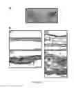 Fig. 19 - Methods and compositions for treating 