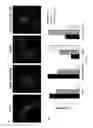 Fig. 33 - Antibodies to LRP6