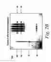 Fig. 04 - SINGLE CHAIN Fc (ScFc) REGIONS, BINDING POLYPEPTIDES COMPRISING SAME, AND METHODS RELATED THERETO