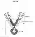 Fig. 03 - MOLECULAR COMPLEXES WHICH MODIFY IMMUNE RESPONSES