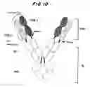 Fig. 05 - MOLECULAR COMPLEXES WHICH MODIFY IMMUNE RESPONSES