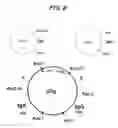 Fig. 06 - MOLECULAR COMPLEXES WHICH MODIFY IMMUNE RESPONSES
