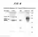Fig. 10 - MOLECULAR COMPLEXES WHICH MODIFY IMMUNE RESPONSES