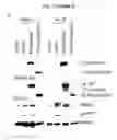 Fig. 03 - Therapeutic applications of p53 isoforms in regenerative medicine, aging and cancer
