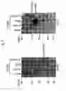 Fig. 16 - Therapeutic applications of p53 isoforms in regenerative medicine, aging and cancer