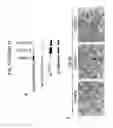 Fig. 22 - Therapeutic applications of p53 isoforms in regenerative medicine, aging and cancer