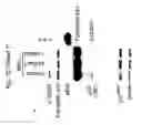 Fig. 46 - Therapeutic applications of p53 isoforms in regenerative medicine, aging and cancer