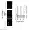 Fig. 47 - Therapeutic applications of p53 isoforms in regenerative medicine, aging and cancer