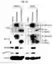 Fig. 50 - Therapeutic applications of p53 isoforms in regenerative medicine, aging and cancer
