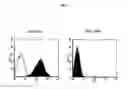 Fig. 03 - PROSTATE STEM CELL ANTIGEN VACCINES AND USES THEREOF