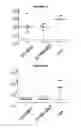 Fig. 19 - COMPOSITIONS COMPRISING PNEUMOCOCCAL ANTIGENS