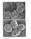 Fig. 04 - SURFACE PROTEINS OF STREPTOCOCCUS PYOGENES