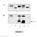 Fig. 08 - Methods and systems for -glycosylating proteins
