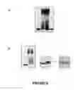 Fig. 09 - Methods and systems for -glycosylating proteins