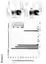 Fig. 09 - Polynucleotides allowing the expression and secretion of recombinant pseudo-virus containing foreign epitopes, their production, and use