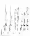Fig. 12 - Polynucleotides allowing the expression and secretion of recombinant pseudo-virus containing foreign epitopes, their production, and use