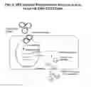 Fig. 03 - IDNA vaccines and methods for using the same