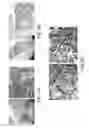 Fig. 10 - METHODS OF ENHANCING THE IMMUNOGENICITY OF MYCOBACTERIA AND COMPOSITIONS FOR THE TREATMENT OF CANCER, TUBERCULOSIS, AND FIBROSING LUNG DISEASES