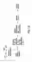 Fig. 19 - METHODS OF ENHANCING THE IMMUNOGENICITY OF MYCOBACTERIA AND COMPOSITIONS FOR THE TREATMENT OF CANCER, TUBERCULOSIS, AND FIBROSING LUNG DISEASES