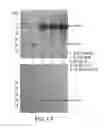 Fig. 26 - METHODS OF ENHANCING THE IMMUNOGENICITY OF MYCOBACTERIA AND COMPOSITIONS FOR THE TREATMENT OF CANCER, TUBERCULOSIS, AND FIBROSING LUNG DISEASES