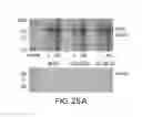 Fig. 41 - METHODS OF ENHANCING THE IMMUNOGENICITY OF MYCOBACTERIA AND COMPOSITIONS FOR THE TREATMENT OF CANCER, TUBERCULOSIS, AND FIBROSING LUNG DISEASES