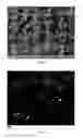 Fig. 02 - Self Standing Nanoparticle Networks/Scaffolds with Controllable Void Dimensions