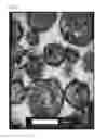 Fig. 04 - SPHERICAL COMPOSITE PARTICLES AND METHOD FOR MANUFACTURING THE SAME