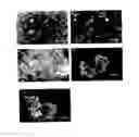 Fig. 01 - Sustained release drug delivery system