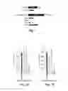 Fig. 02 - RNA sequence-specific mediators of RNA interference