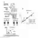 Fig. 01 - Methods of determining copy number of a genetic locus