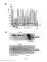 Fig. 09 - Methods of determining copy number of a genetic locus