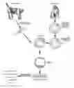 Fig. 01 - PRIMATE TOTIPOTENT AND PLURIPOTENT STEM CELLS PRODUCED BY SOMATIC CELL NUCLEAR TRANSFER