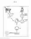 Fig. 02 - PRIMATE TOTIPOTENT AND PLURIPOTENT STEM CELLS PRODUCED BY SOMATIC CELL NUCLEAR TRANSFER