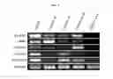 Fig. 10 - PRIMATE TOTIPOTENT AND PLURIPOTENT STEM CELLS PRODUCED BY SOMATIC CELL NUCLEAR TRANSFER
