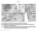 Fig. 12 - PRIMATE TOTIPOTENT AND PLURIPOTENT STEM CELLS PRODUCED BY SOMATIC CELL NUCLEAR TRANSFER
