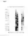 Fig. 03 - Method for Estimating Telomere Length