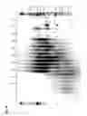 Fig. 05 - Method for Estimating Telomere Length