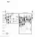 Fig. 08 - Method for Estimating Telomere Length