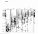 Fig. 09 - Method for Estimating Telomere Length