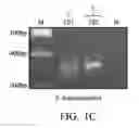Fig. 03 - Method for Columbidae gender identification, nucleotide sequence for Columbidae gender and nucleotide primer pair for Columbidae gender