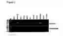 Fig. 04 - IDENTIFICATION OF GENES OR POLYPEPTIDES THE EXPRESSION OF WHICH CORRELATES TO FERTILITY, OVARIAN FUNCTION AND/OR FETAL/NEWBORN VIABILITY