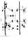 Fig. 12 - IDENTIFICATION OF GENES OR POLYPEPTIDES THE EXPRESSION OF WHICH CORRELATES TO FERTILITY, OVARIAN FUNCTION AND/OR FETAL/NEWBORN VIABILITY