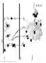 Fig. 13 - IDENTIFICATION OF GENES OR POLYPEPTIDES THE EXPRESSION OF WHICH CORRELATES TO FERTILITY, OVARIAN FUNCTION AND/OR FETAL/NEWBORN VIABILITY