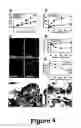 Fig. 06 - Methods and materials for observing apoptosis