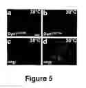 Fig. 07 - Methods and materials for observing apoptosis