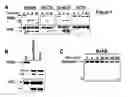 Fig. 10 - Methods and materials for observing apoptosis