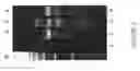 Fig. 07 - Rapid screening of biologically active nucleases and isolation of nuclease-modified cells