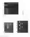 Fig. 09 - Rapid screening of biologically active nucleases and isolation of nuclease-modified cells